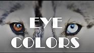 Eye Colors | Siberian Husky