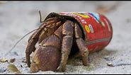 Hermit Crabs Use Litter for Shells | Wild Thailand | BBC Earth