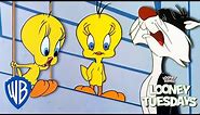 Looney Tuesdays | Did Tweety Taw a Putty Tat? | Looney Tunes | @WB Kids