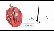 Anatomy & Physiology Online - Cardiac conduction system and its relationship with ECG