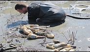 Amazing Giant Geoduck Clams Catching and Processing Skills - Fastest Monster Clams Digging Skill