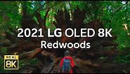 2021 LG OLED 8K l Redwoods 8K HDR 60fps