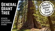 World's Widest Tree Trunk | General Grant Tree | Kings Canyon National Park