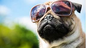 6 Best Dog Sunglasses [2024 Reviews]: Keep Your Pup Stylin' and Safe!