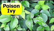 How To Kill Poison Ivy Vine On a Tree - Live Life DIY