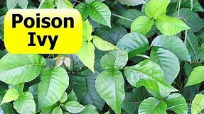 How To Kill Poison Ivy Vine On a Tree - Live Life DIY