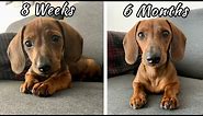 Mini dachshund puppy growing up | 8 weeks vs. 6 months