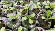 How to Start Seeds in Jiffy Peat/Coco Pellets