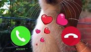 cats apple iphone ringtone cat