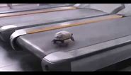 Turtle running on treadmill meme