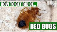 How To Get Rid Of Bed Bugs Guaranteed (4 Easy Steps)