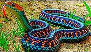 10 Most Beautiful Snakes In The World