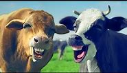 FUNNY COW DANCE 10 │ Cow Dance Song & Cow Videos 2024
