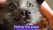 Flying Fox Pups