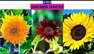 Sunflower Varieties A to Z