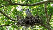 Yellow-crowned Night Herons Calling, Greeting and Mating