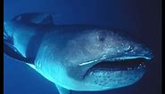 Facts: The Megamouth Shark