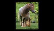Red Roan Gypsy Vanner Stallion