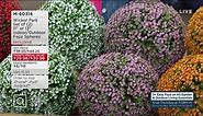 QVC - No Green Thumb Needed! Add color where live plants...