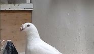 Pigeon Gołębie Pocztowy Staropolski samiec 2021