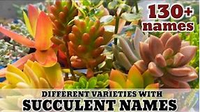 100+ Kinds of Succulent varieties with names and pictures | 다육식물 | 多肉植物 | Suculentas