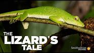 The Lizard's Tale 101: Meet the Anoles