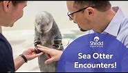 Sea Otter Encounters!