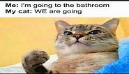 50 Funny And Relatable Cat Memes That Might Make You Want To Rescue Another Cat - cute cat