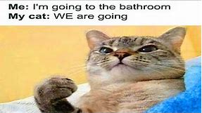 50 Funny And Relatable Cat Memes That Might Make You Want To Rescue Another Cat - cute cat