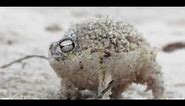 Worlds Cutest Frog - Desert Rain Frog Screaming