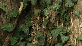 How Ivy Will Hurt Trees and What to Do About It