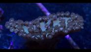 Unveiling the Mysteries of Exquisite Cup Corals in Reef Aquariums