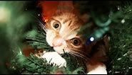 A Cat's Guide to Christmas!