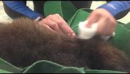 Caring for Sea Otter pup 681 at the Shedd Aquarium