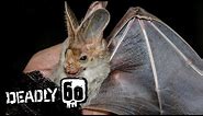 Up Close with a Terrifying Ghost Bat | Deadly 60 | BBC Earth Kids