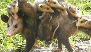 Tlacuache, un animal ancestral que sobrevive a la urbanidad