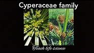Cyperaceae family /the sedge family