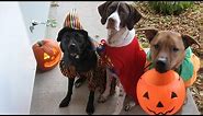 Cats and dogs wearing Halloween costumes - Funny and cute animal compilation