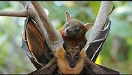 The Fascinating World of Fruit Bats (Megabats)