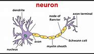 Types of Tissue Part 4: Nervous Tissue