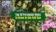Top 10 Perennial Vines to Grow in the Full Sun ☀️ 🌞