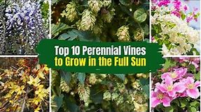Top 10 Perennial Vines to Grow in the Full Sun ☀️ 🌞