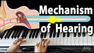Mechanism of Hearing, Animation