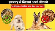 How To Give Dog Food (Pedigree) to Your Dog | Dog food kaise de dry ya wet