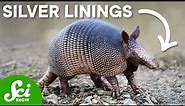 Armadillo Leprosy Could Save Your Life