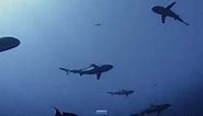 Grey Reef Sharks | New Underwater macOS Sonoma Wallpaper