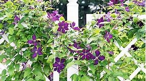 How to Choose The Best Trellis for Clematis & Train it Properly