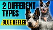 The Two Types Of Blue Heelers and How They Were Created