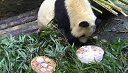 Cake is essential for birthday pandas