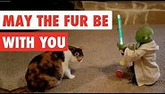 May The Fur Be With You | Funny Star Wars Pet Video Compilation Edition 2017